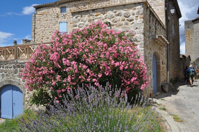 17.06.29.365.ils sont beaux
