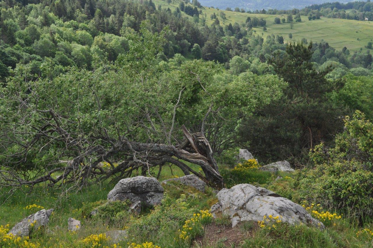 18.06.03.390.vers le glasborn