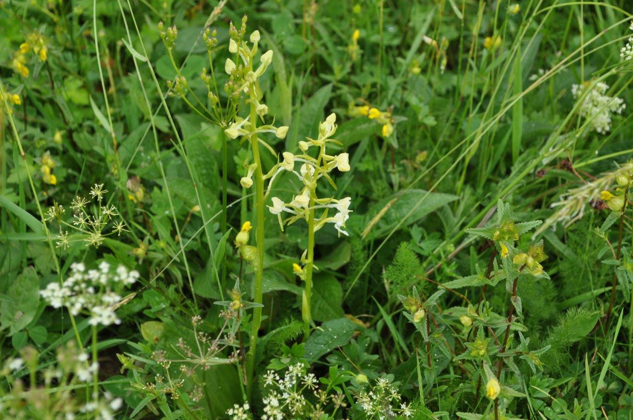 18.06.06.418.orchidée blanche