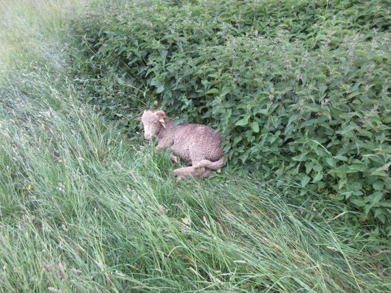 IMG1000